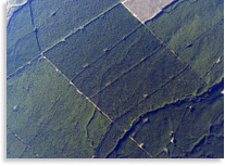 Arial Photo of Kaingaroa Forest