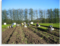 Lifting Pinus radiata seedlings at Te Ngae Nursery