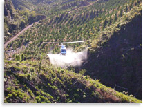 Aerial spraying of pinus radiata in Kaingaroa forest to  manage competing weeds