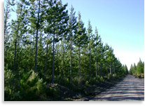 Pruned Pinus radita stand - Aged 10 years old