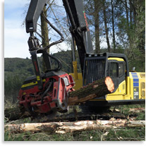 Mechanised de-limbing of radiata pine in Kaingaroa forest