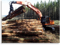 Stacking of Radiata pine Stems Ready for Loading in Kaingaroa forest