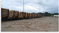 Murupara Log Train