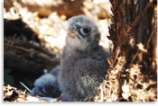 Falcon chick in Kaingaroa Forest