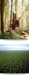 Timberlands mechanised harvesting in Kaingaroa forest